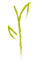 Stalk and leaf icon